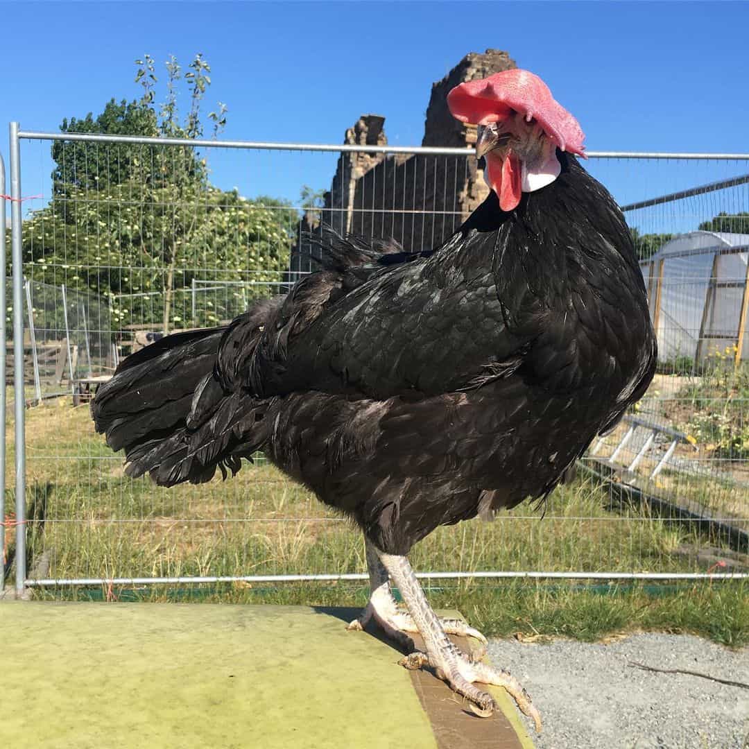 pollo español de cara blanca
