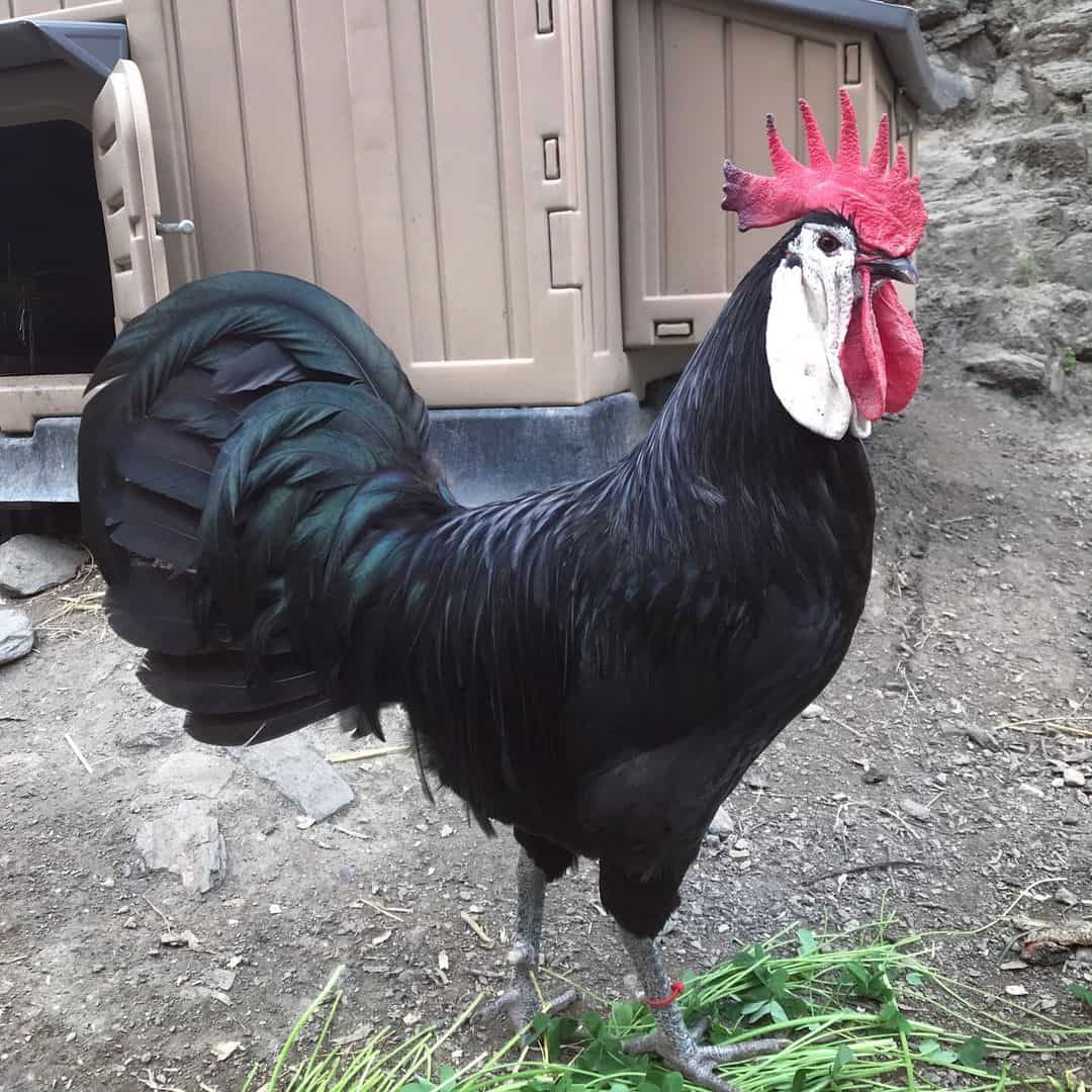 español negro de cara blanca