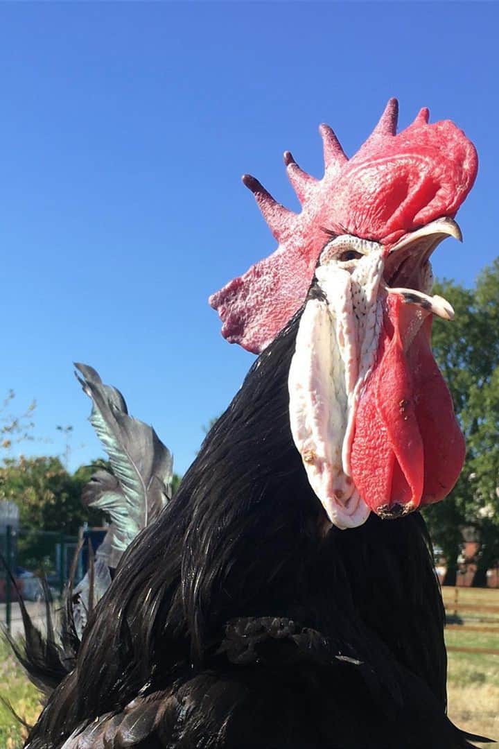 pollo cara blanca español