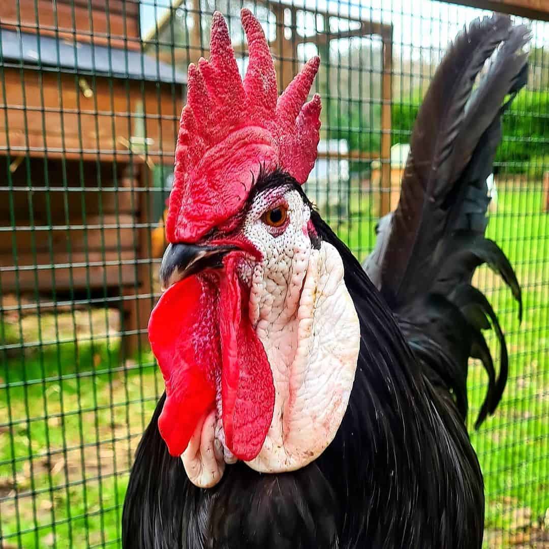 pollo español negro