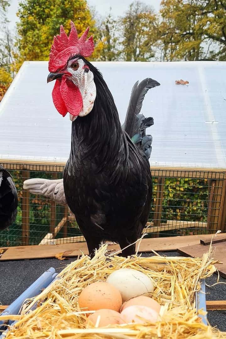 gallinas españolas negras de cara blanca