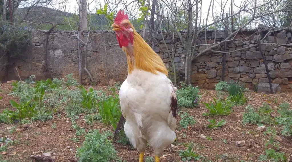 como tener sexo con chicas