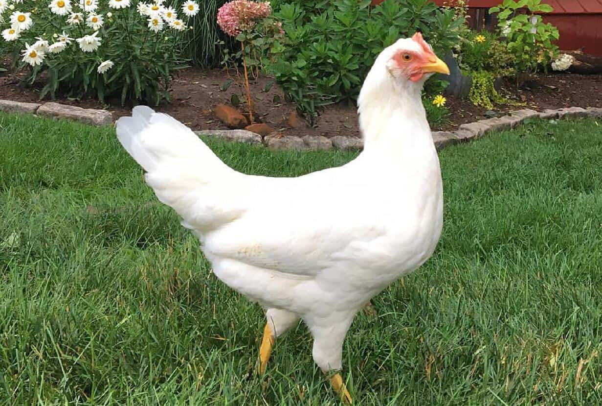 cómo sexar pollitos