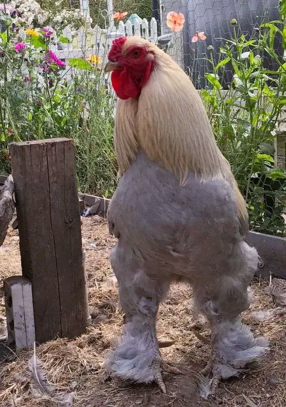 un gallo blanco dong tao