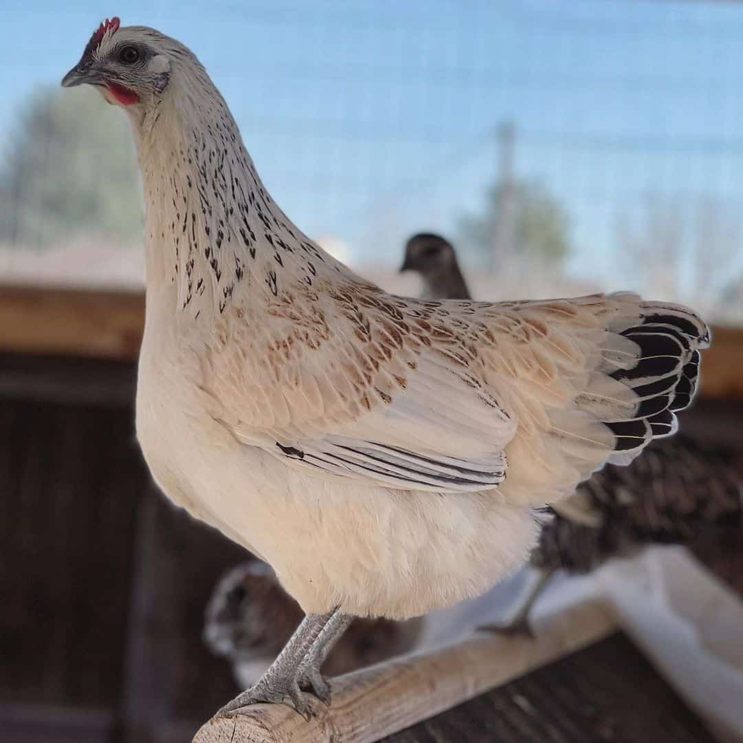 pollo mosaico