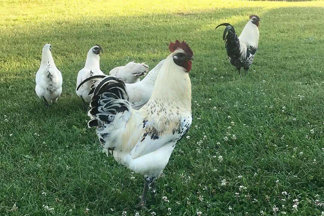raza de pollo mosaico