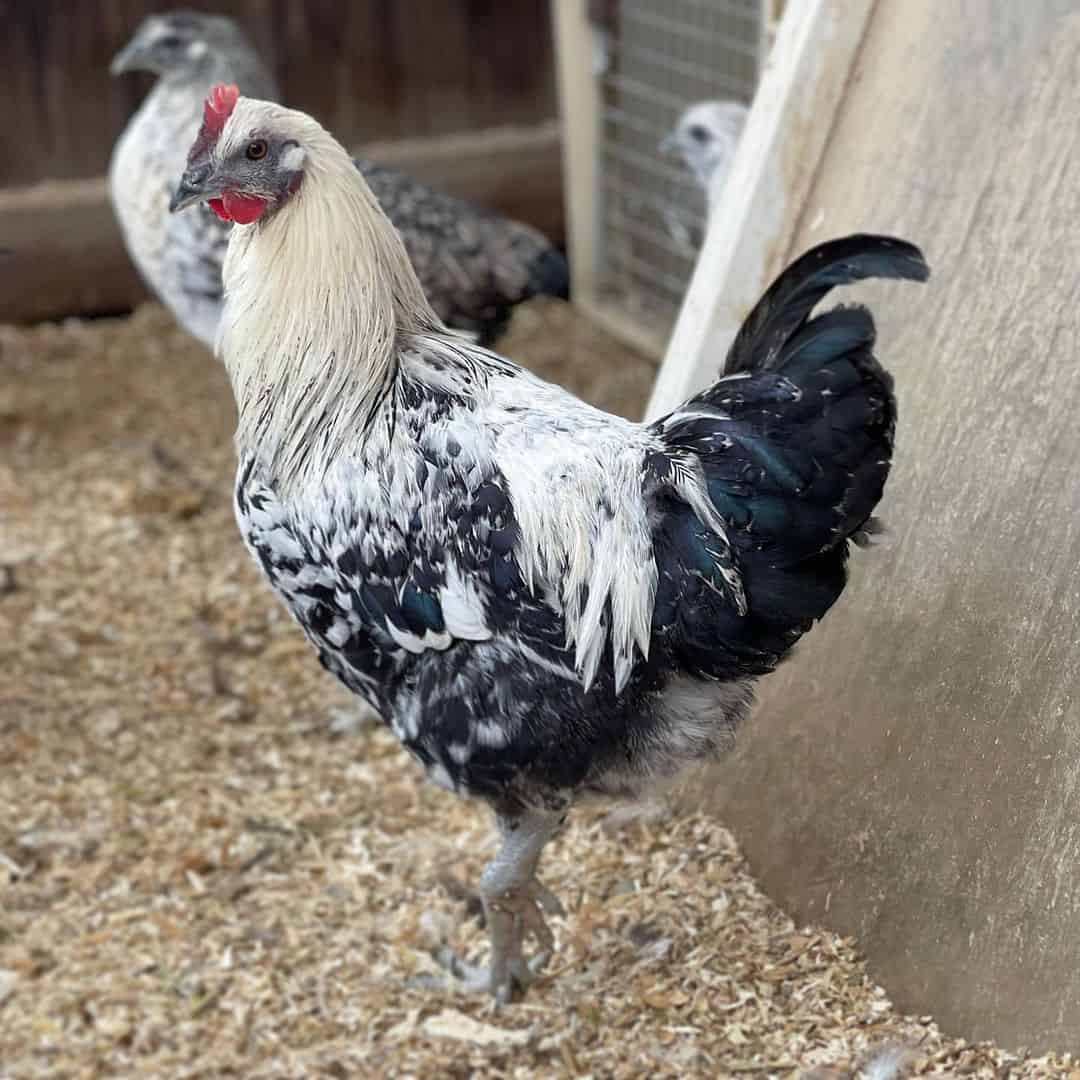 mosaico de pollo