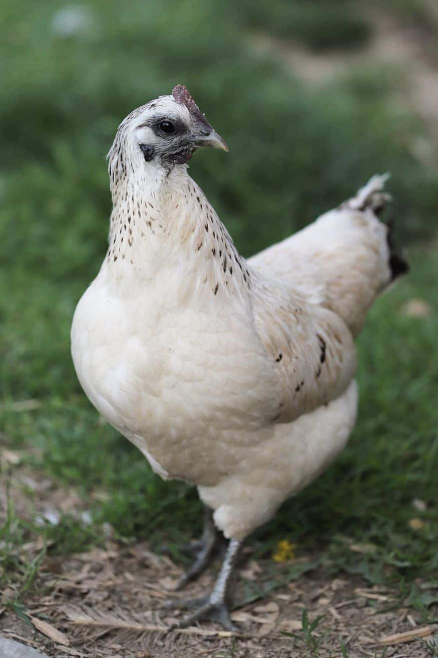 Pollo mosaico a la venta