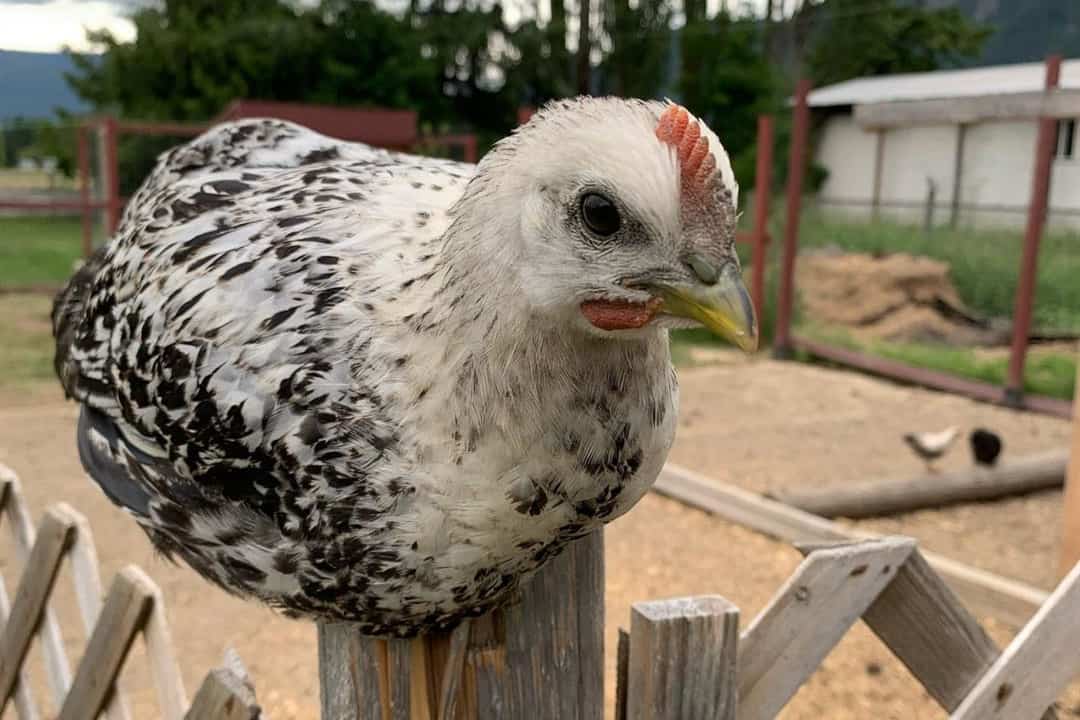 huevo de gallina mosaico
