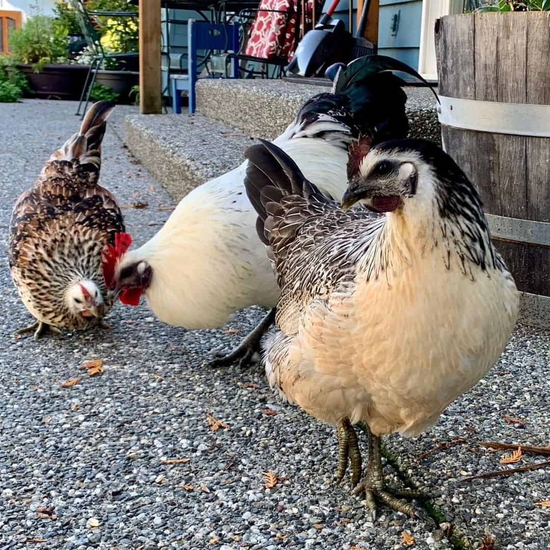 cuidado del pollo mosaico