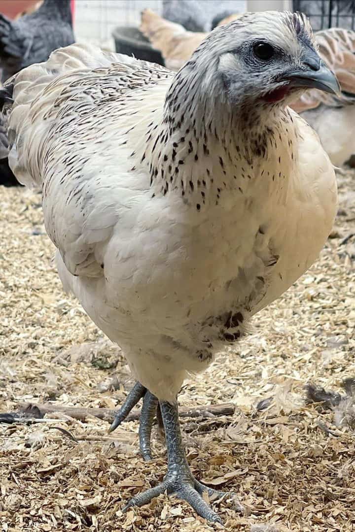 patrón de mosaico de pollo