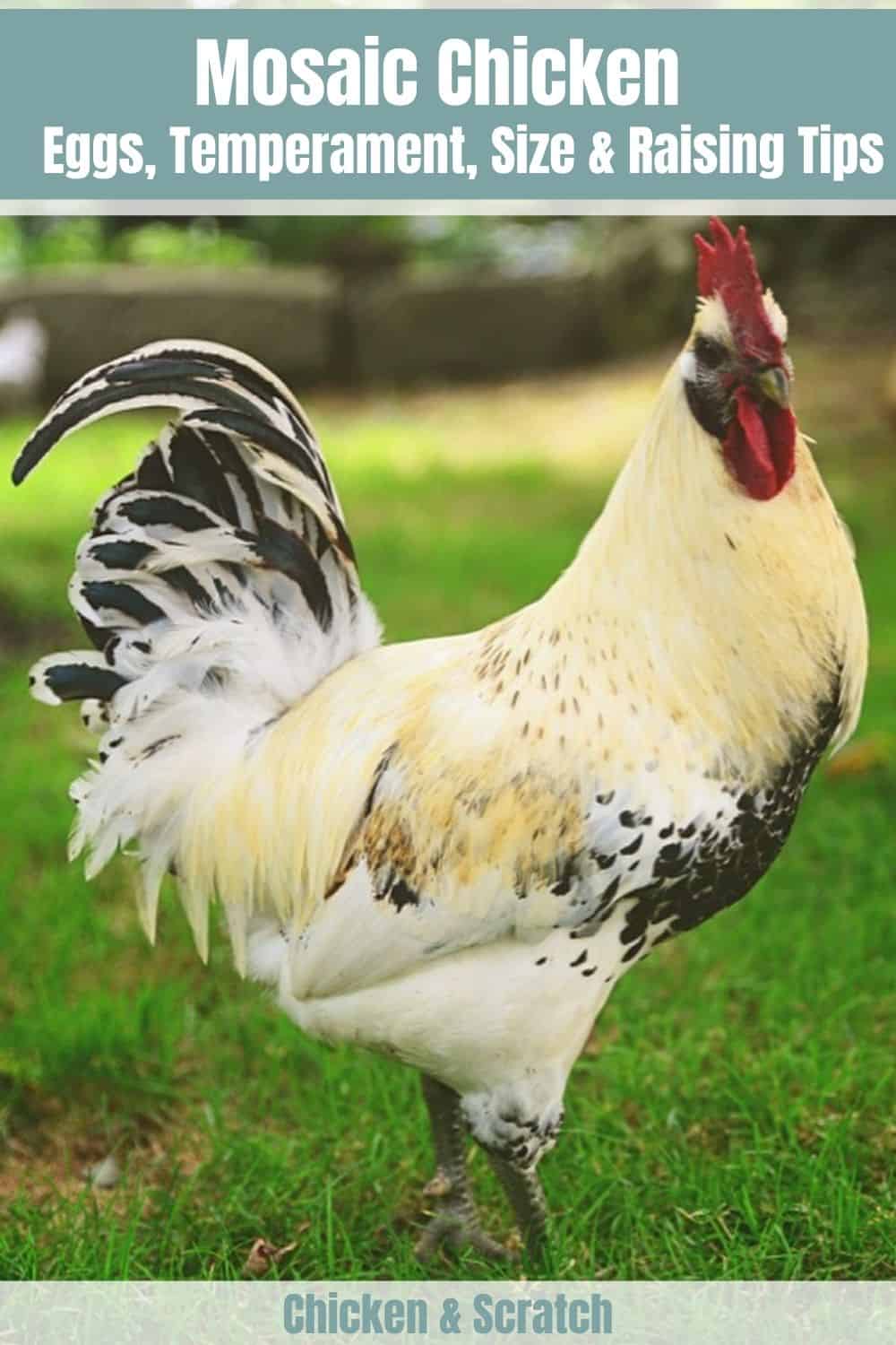 raza de pollo mosaico