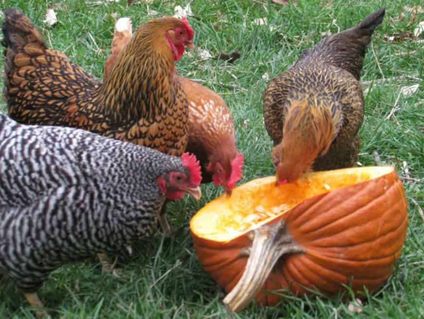 pollos de calabaza