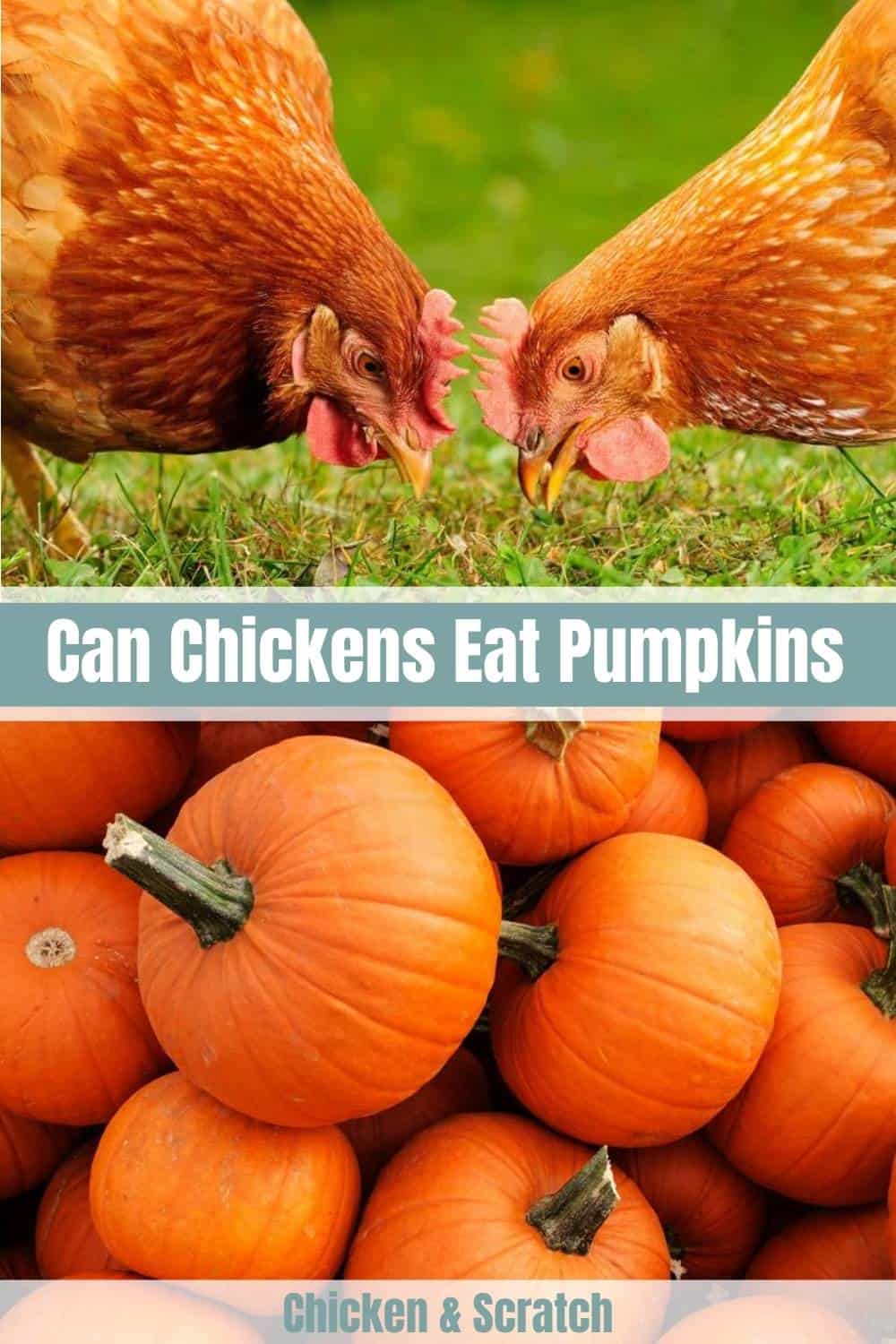 las gallinas pueden comer semillas de calabaza