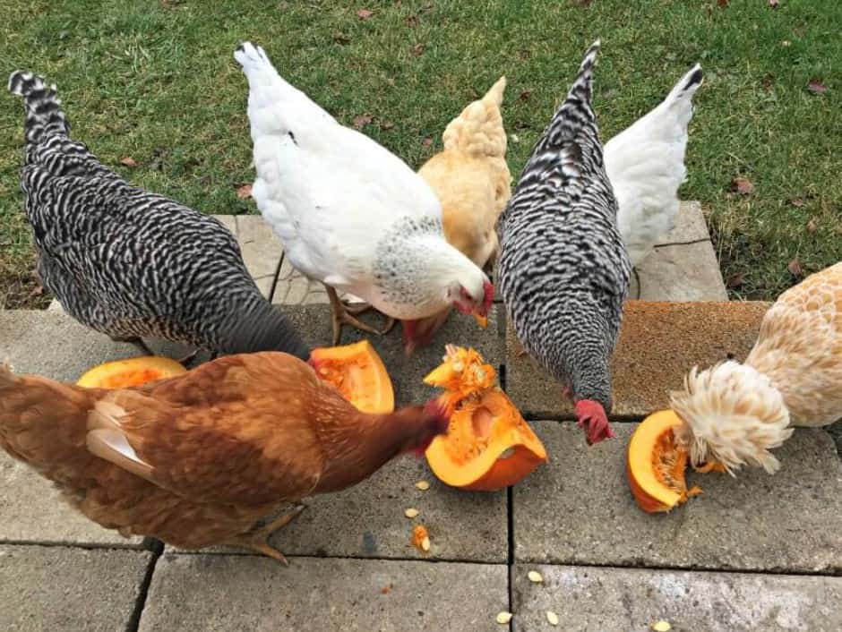 alimentar a la calabaza