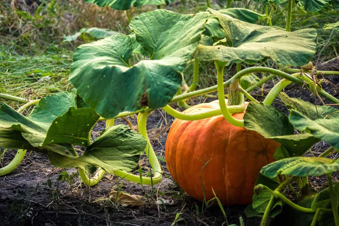 las gallinas comen calabazas