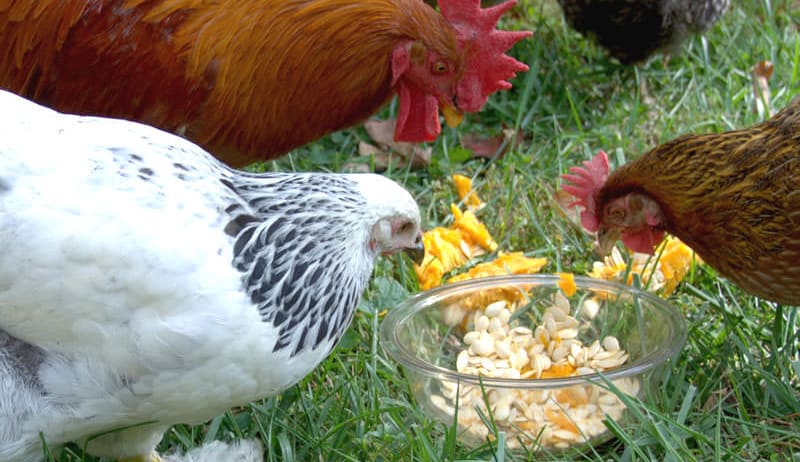 las gallinas pueden comer semillas de calabaza