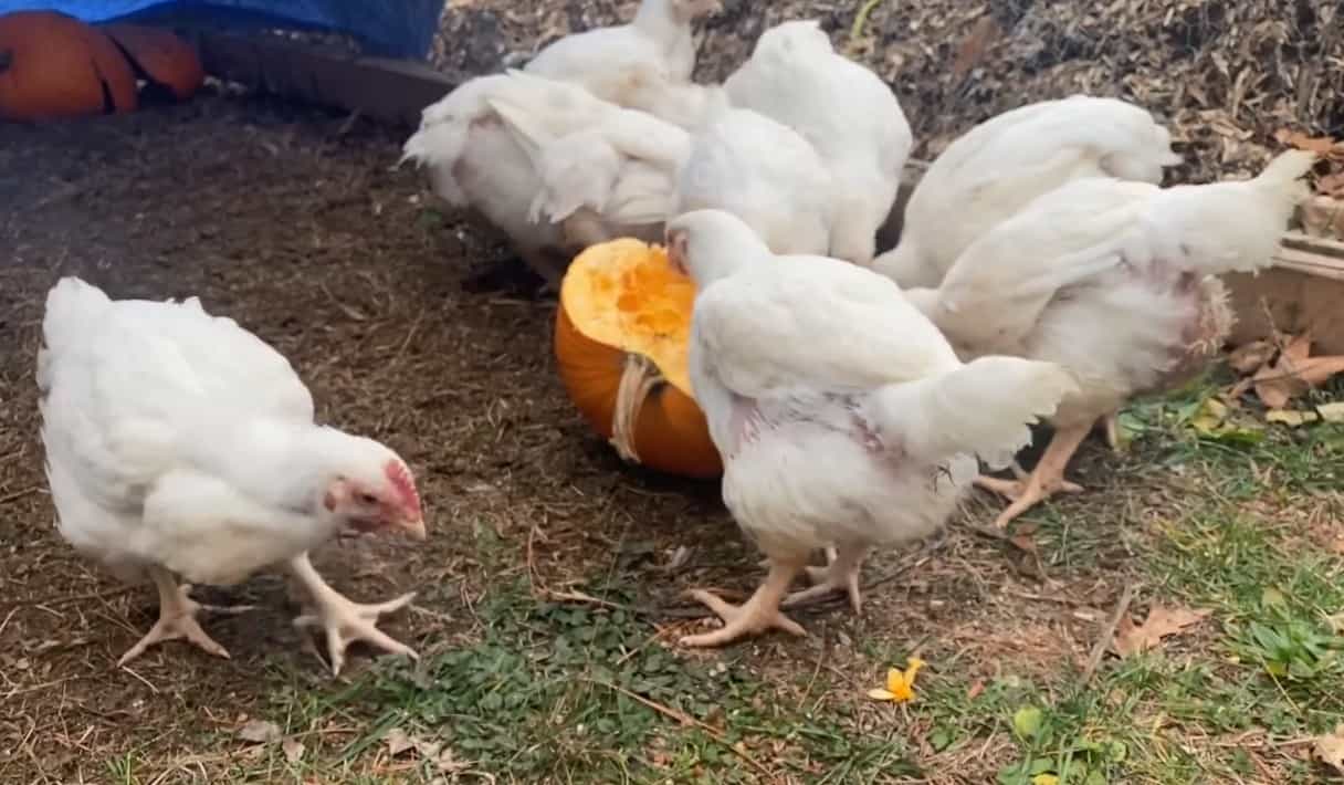 los patos pueden comer calabaza
