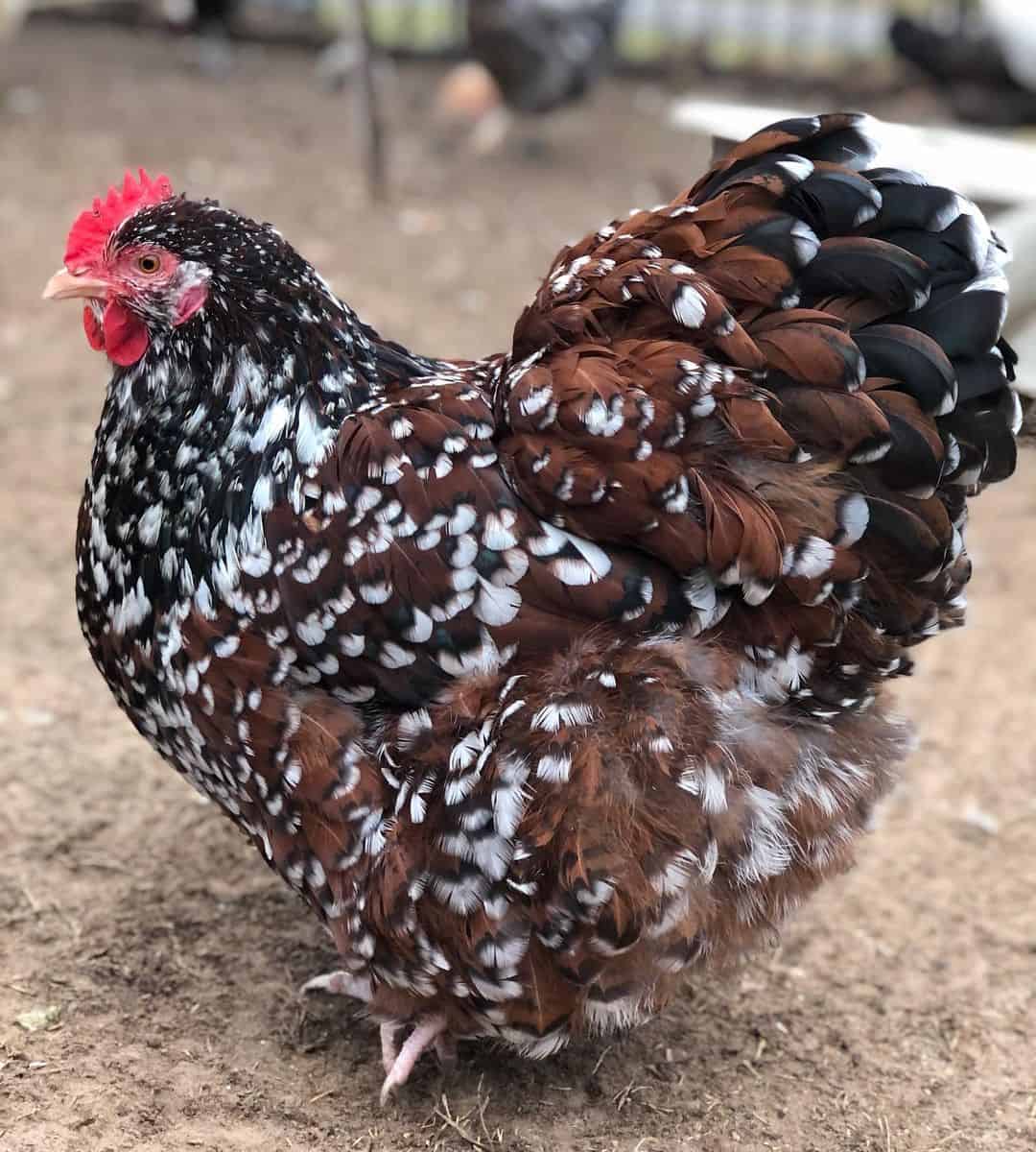 jubileo de pollo orpington