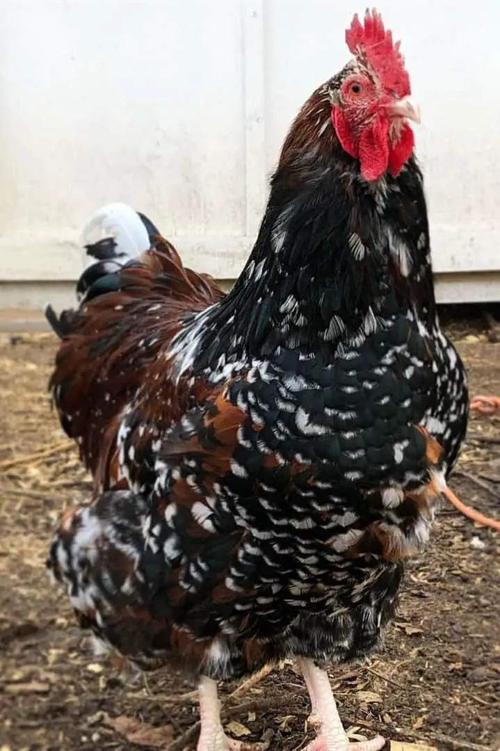 jubileo orpington gallo