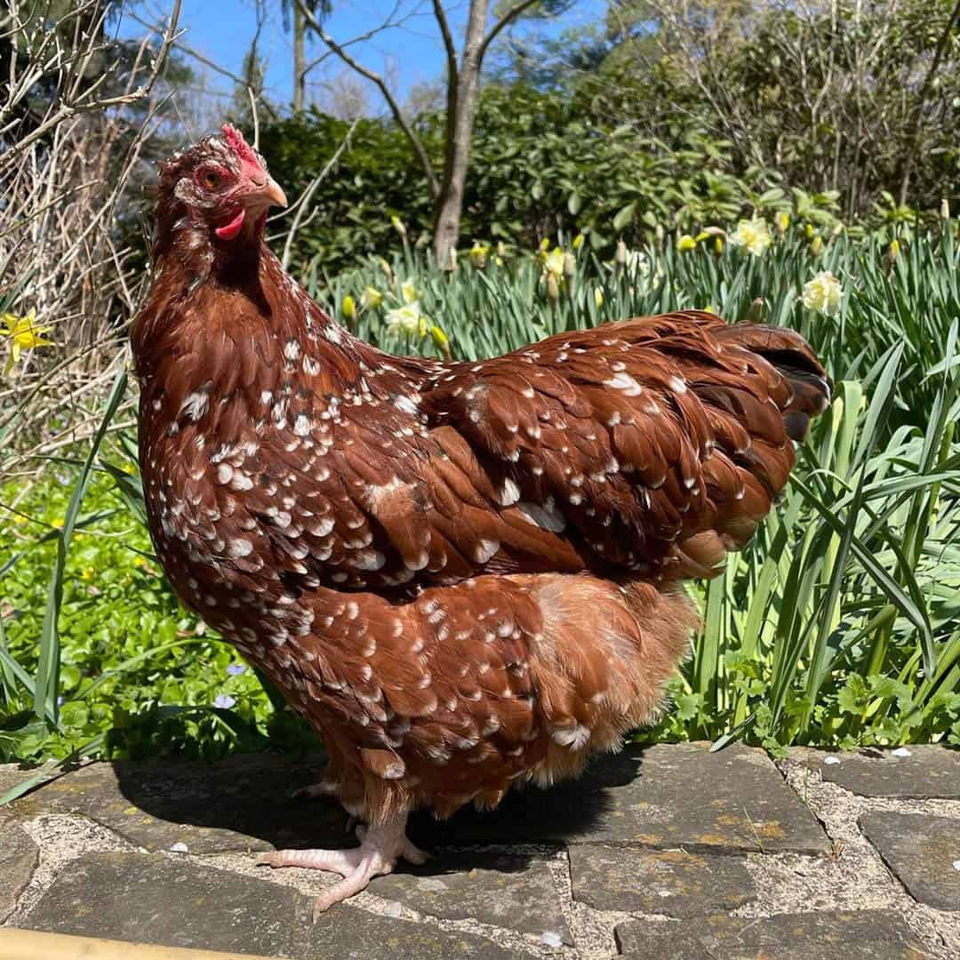 raza de pollo jubileo