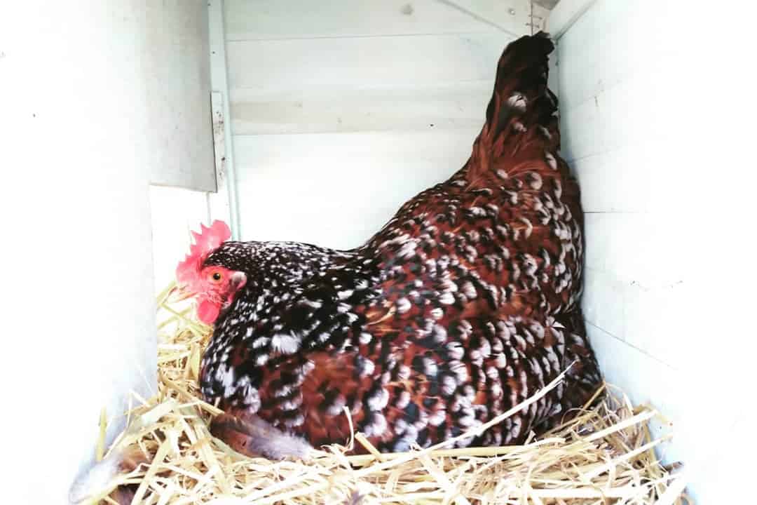 gallinas jubileo orpington