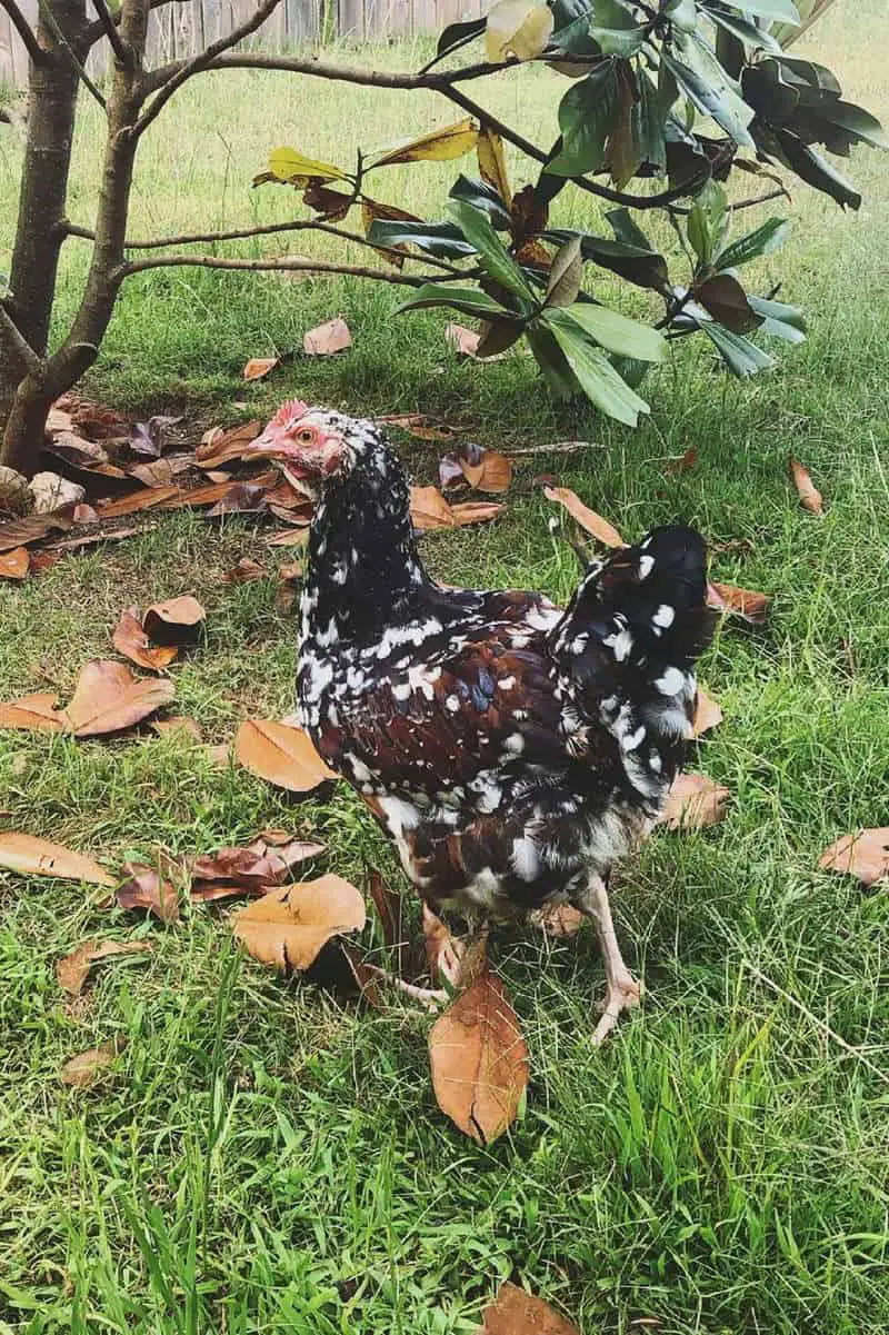 gallina jubileo orpington