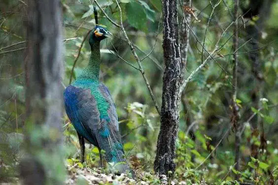 un pavo real en la naturaleza