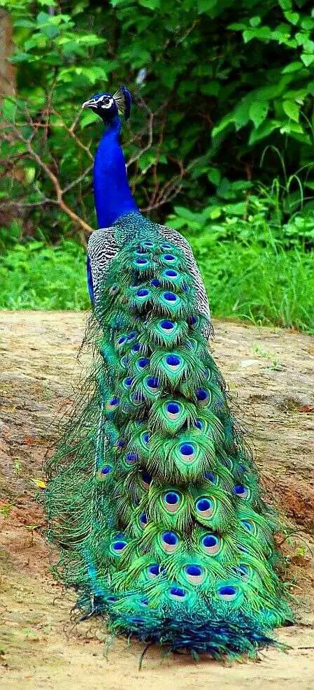 un pavo real indio azul