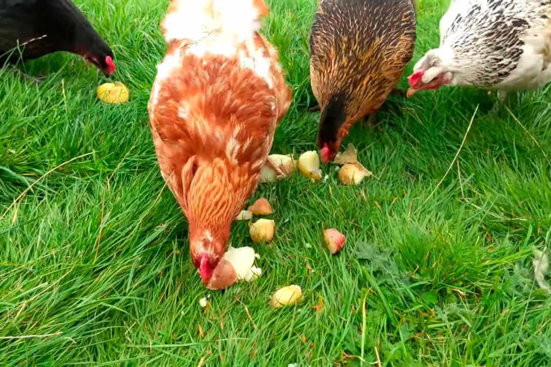 las gallinas pueden comer papas crudas