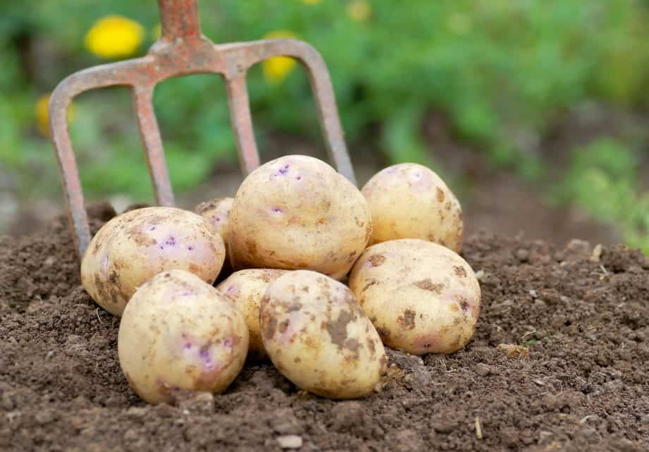 las gallinas comen patatas