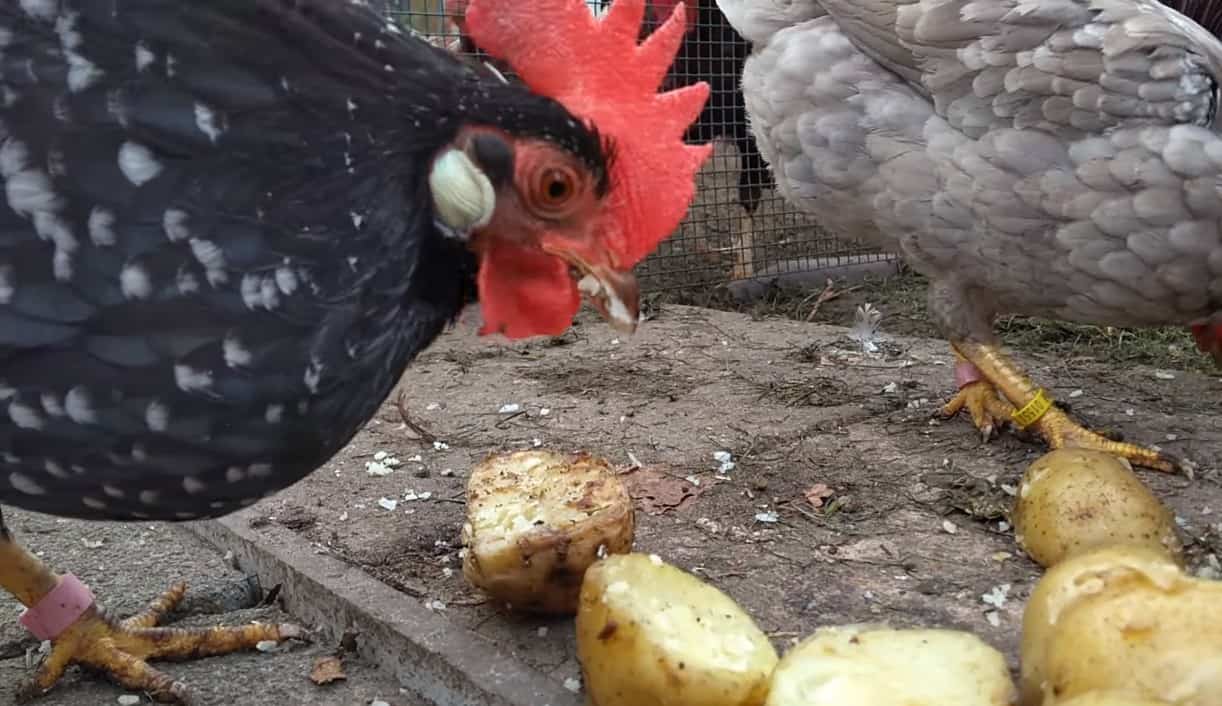 ¿Pueden los pollos comer pieles de patata?