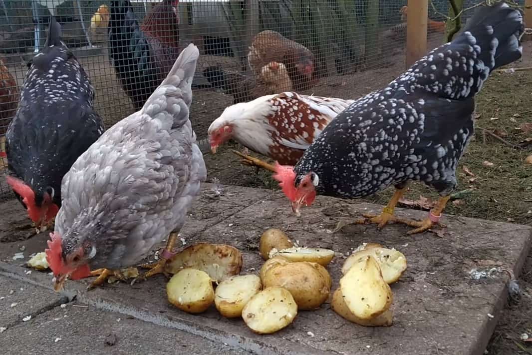 ¿Pueden los pollos comer batatas crudas?