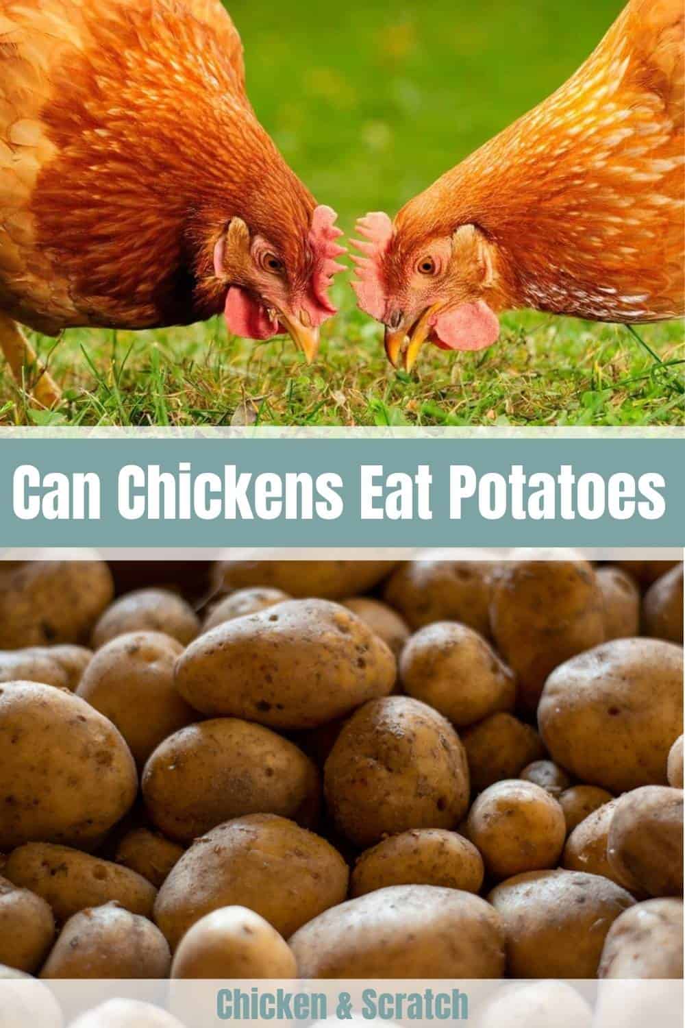 ¿Pueden los pollos comer batatas?