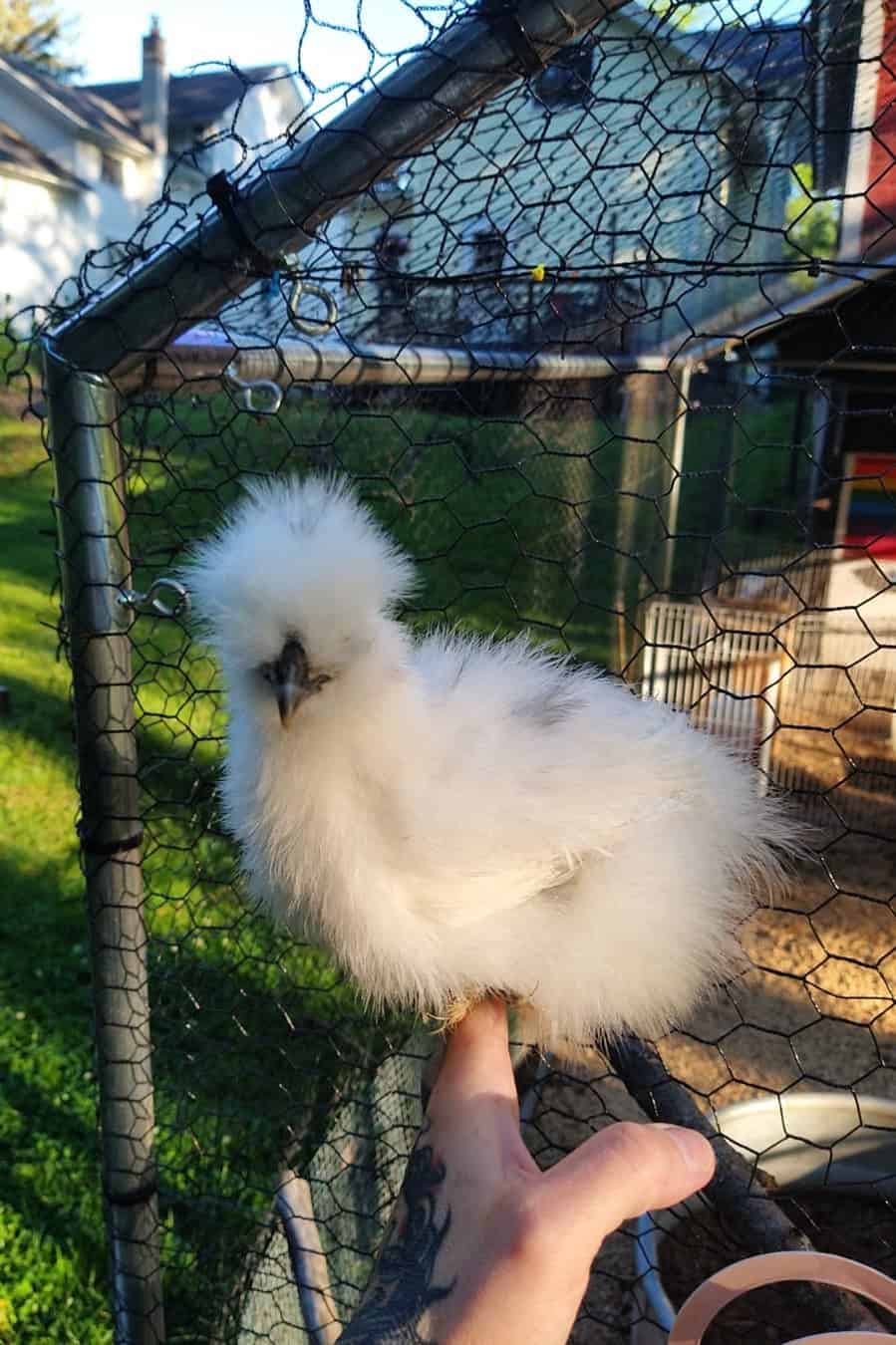 pollos pequeños