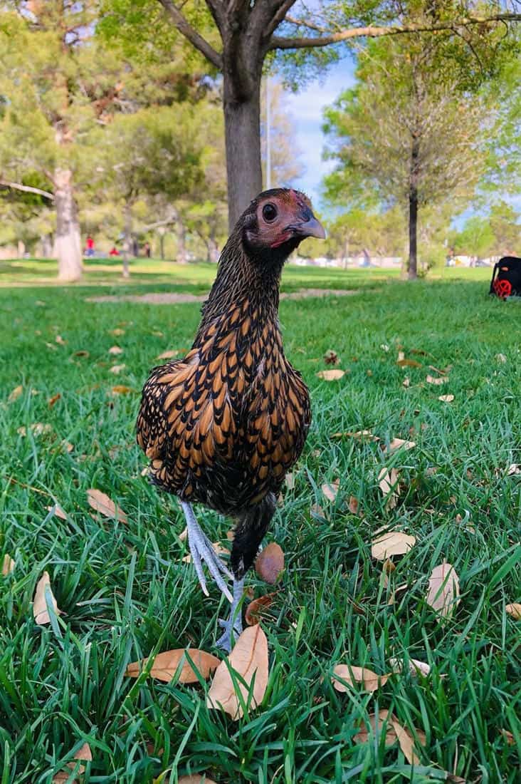 gallina más pequeña