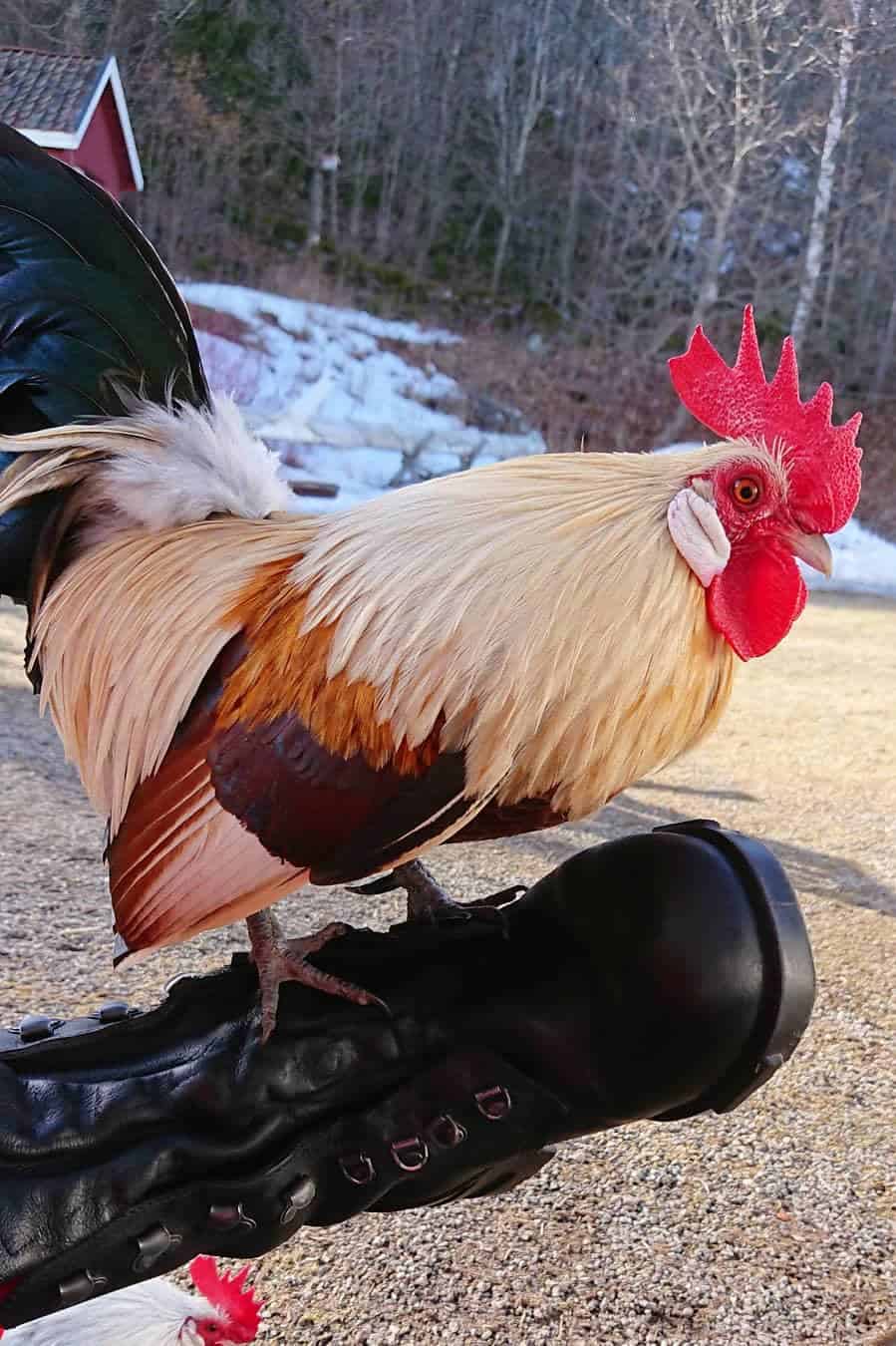pequeñas razas de gallinas