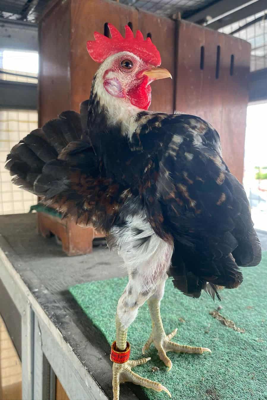 razas de gallinas pequeñas