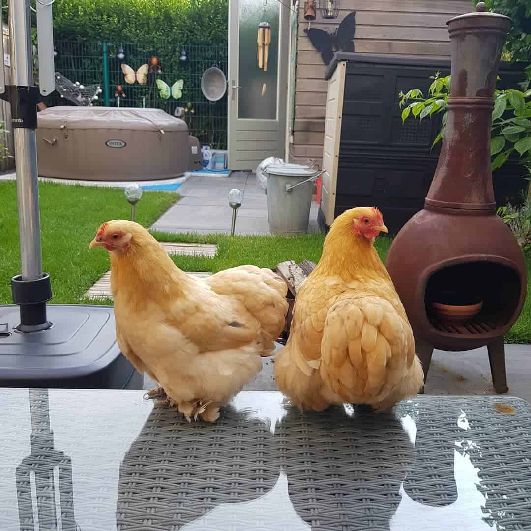 razas de gallos pequeños