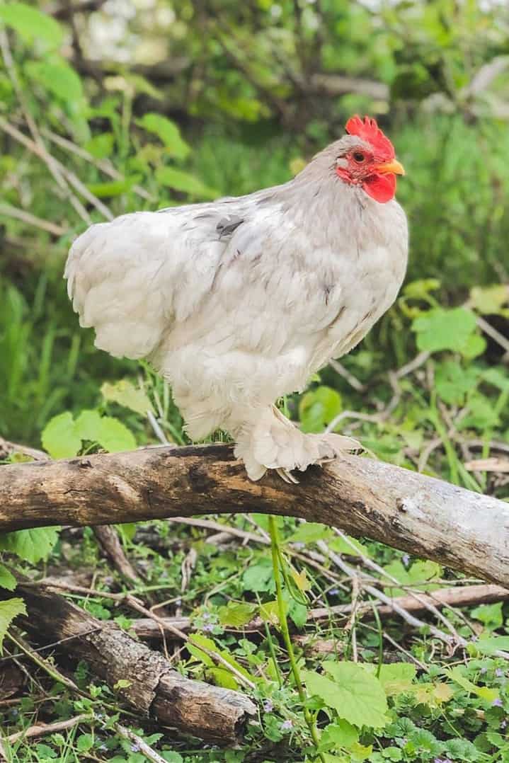 razas de pollos en miniatura