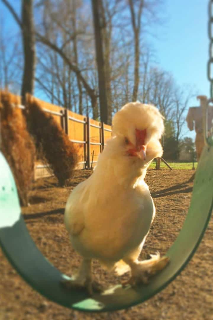 razas de gallinas diminutas
