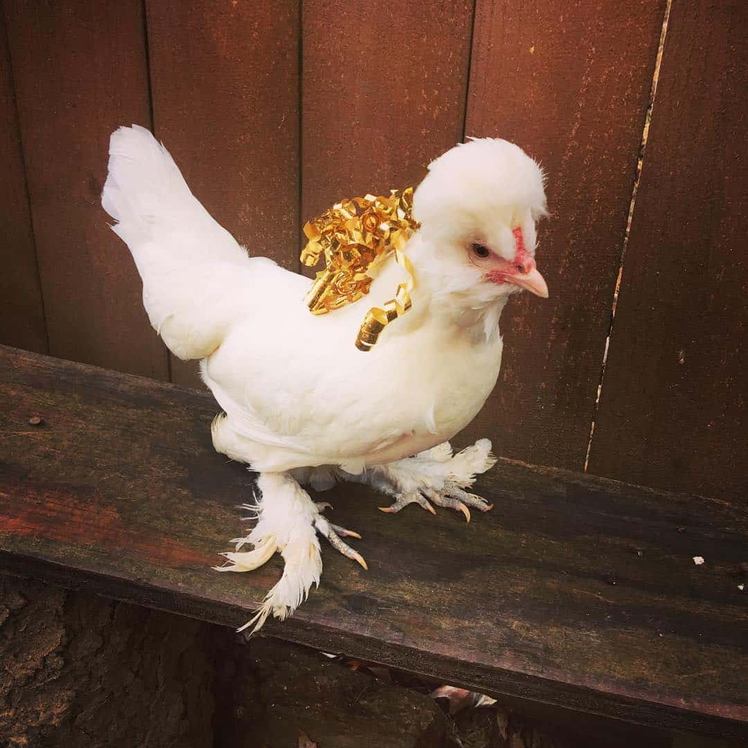 pequeñas razas de pollos gallo