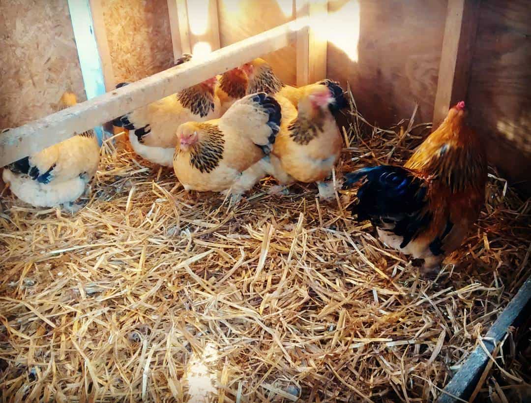 pollos de raza pequeña