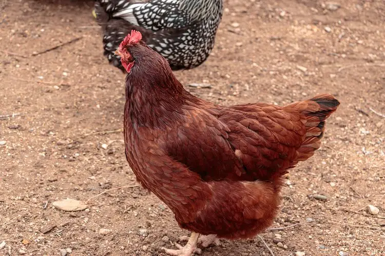 Una gallina roja de Rhode Island
