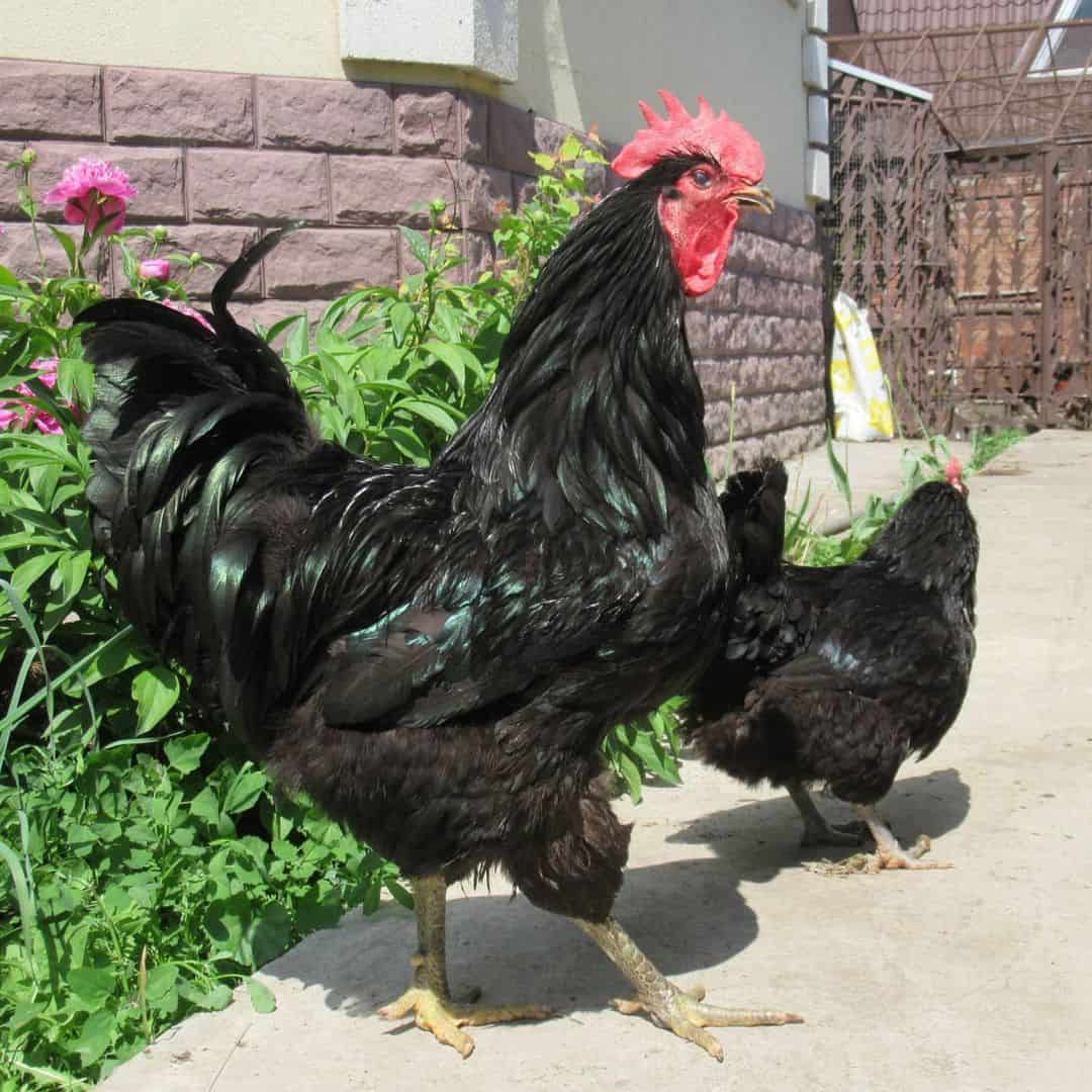 mejores pollos para mascotas
