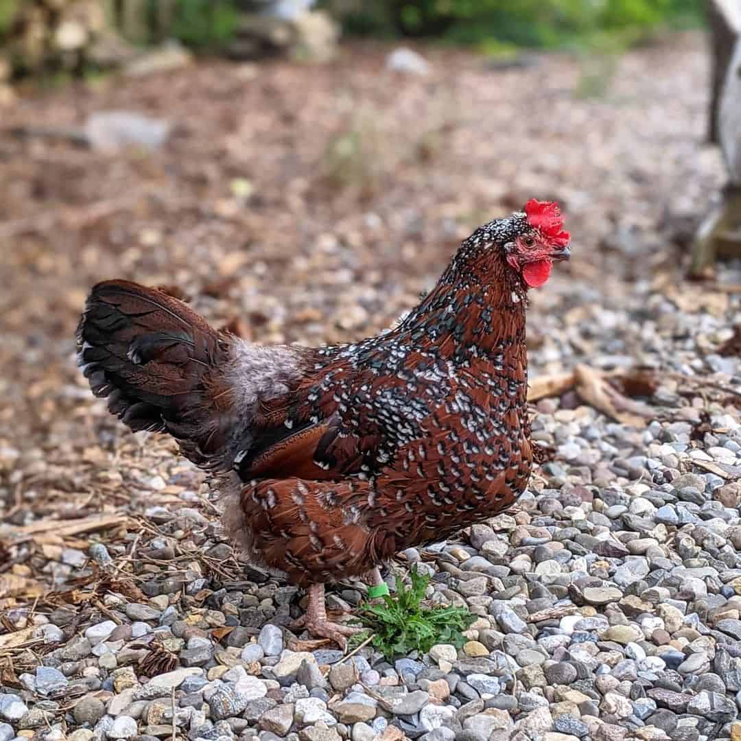 pollo mascota