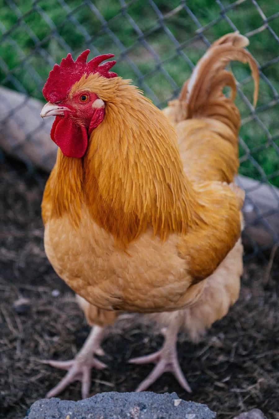 pollos amistosos