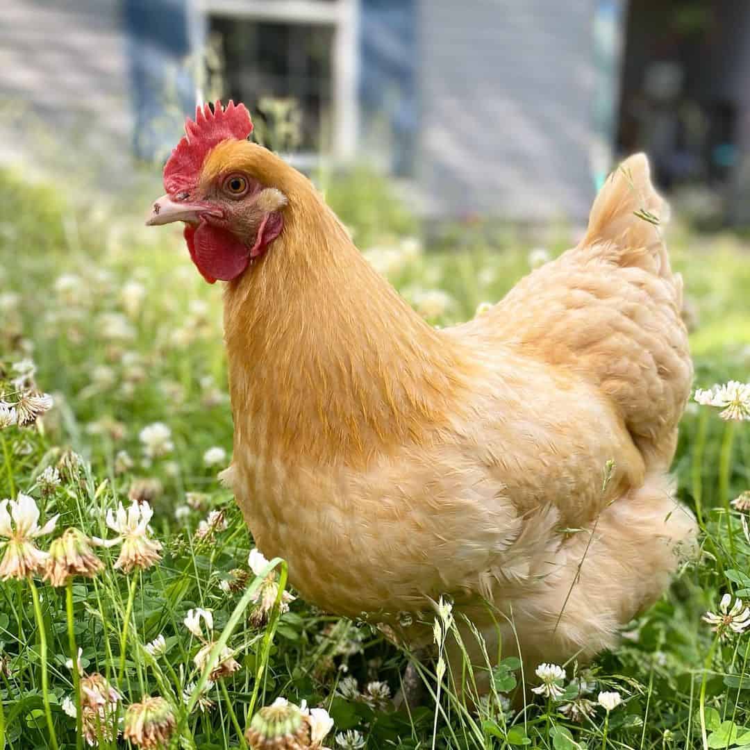 mejores razas de pollos