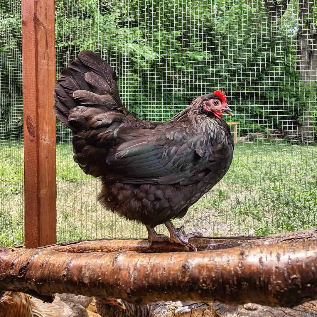 Las mejores razas de gallinas para mascotas.