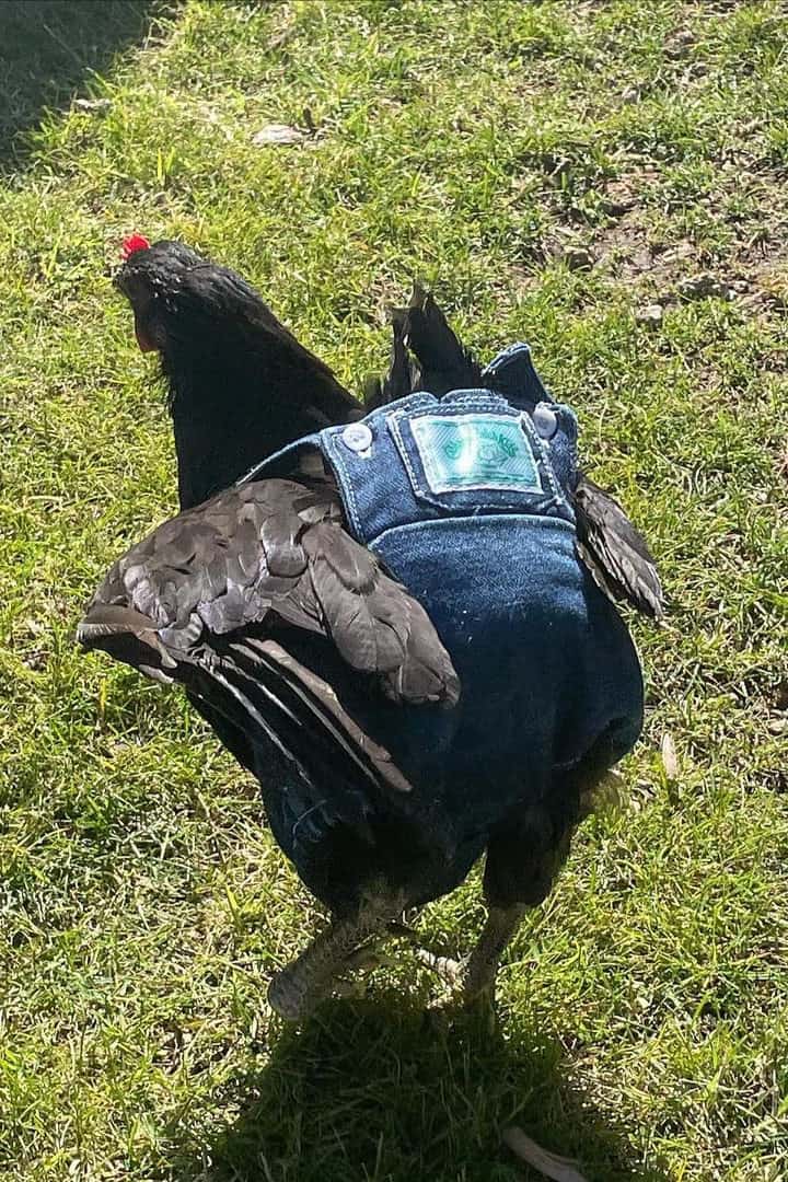 Las mejores razas de pollos para mascotas.